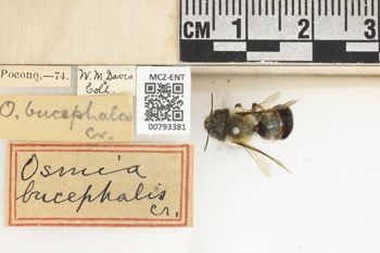 Media type: image;   Entomology 793381 Aspect: Labels